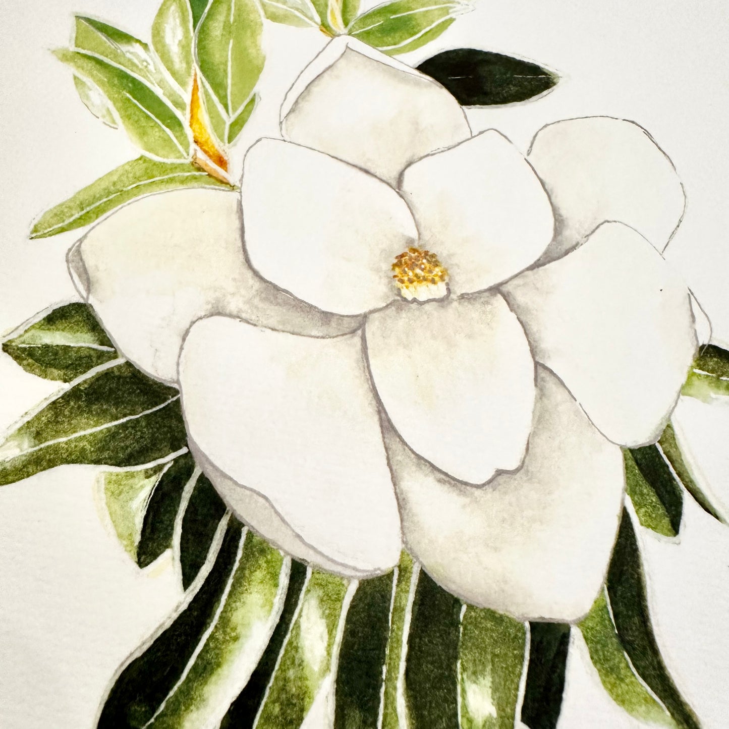 Mississippi Magnolia